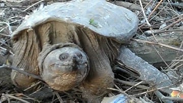Close Encounter with a Snapping Turtle