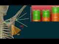 Articulacin del hombro segundo