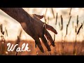 Walk (A Canon T7i Short Film)