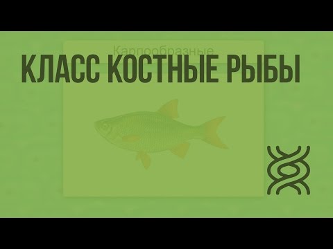 Класс Костные рыбы. Видеоурок по биологии 7 класс