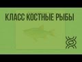 Класс Костные рыбы. Видеоурок по биологии 7 класс