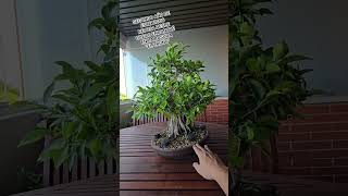 Bonsai Ficus Retusa. Año 2 desde que encontré el maceton seco en la basura y lo converti en bonsai