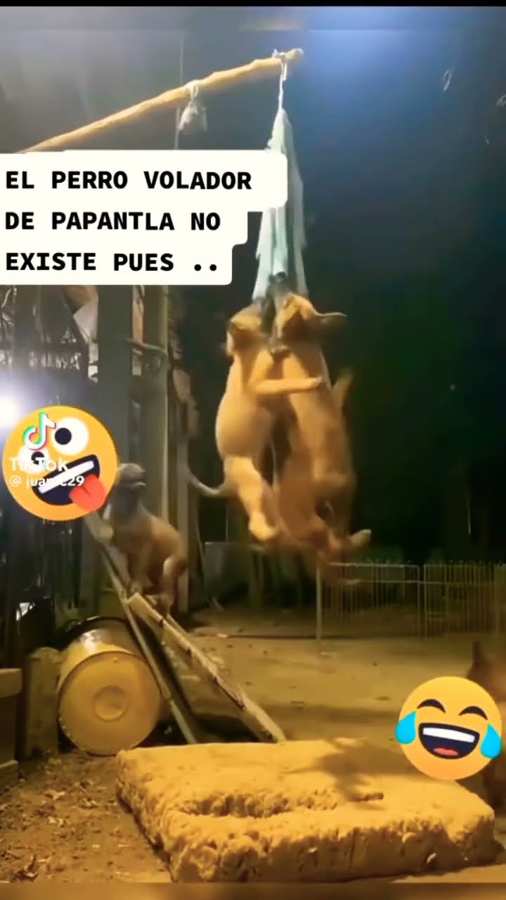 humor voladoresdepapantla perro funny memes tradiciones mascotas humor voladoresdepapantla perro funny memes tradiciones mascotas
