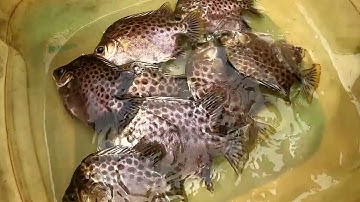 Bé Nhi Theo Cha Giăng Lưới Cá Nâu "Nếu Ngày Nào Cũng Trúng Thì Mình Đâu Có Khổ Hả Cha?" | Tập 147