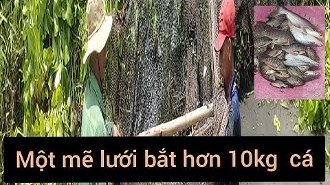 Dọn mương ốp  một mẽ lưới bắt cá tra và có rô phi hơn 10kg