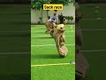 Sack Race Indian Vs Farang Shorts Viral Trending Youtubeshorts Sack Race Indian Vs Farang Shorts Viral Trending Youtubeshorts