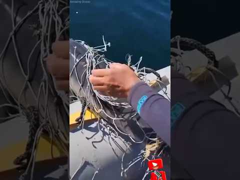 لن تصد ق كيف شكره الدولفين بعد إنقاذه