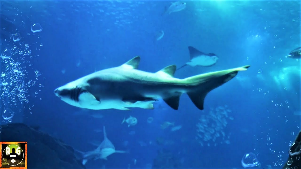 Aquarium Fish Tank Animals with Bubbling Underwater Sounds for Sleeping