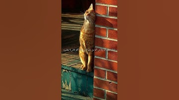 تلاوة القران الكربم 2024 QURAN(لاتنسي ان تتابعنا للمزيدSUBSCRIBE) #اذكرالله