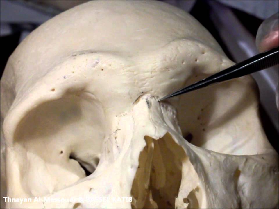 norma frontalis of the skull med11 youtube