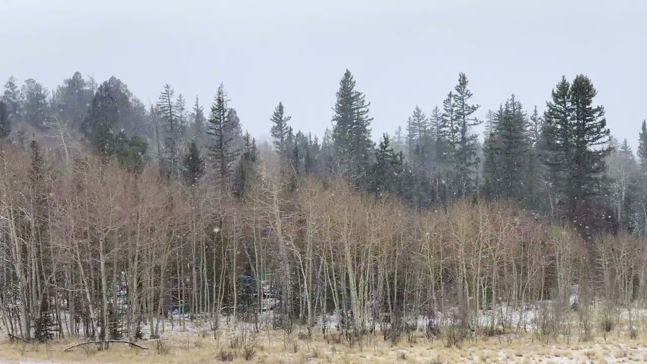 Fluffy Snow Falling on Aspens and Pines South Park Colorado Feb 20, 2026
