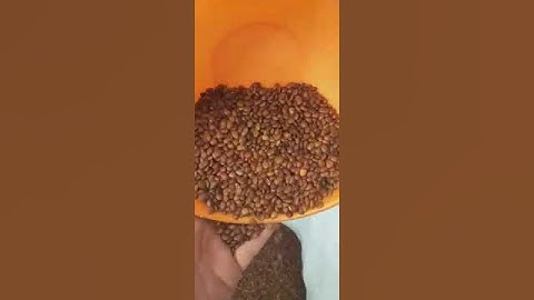 carob seed