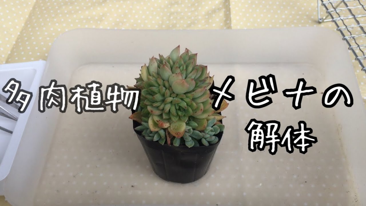 メビナを解体します 多肉植物 Youtube