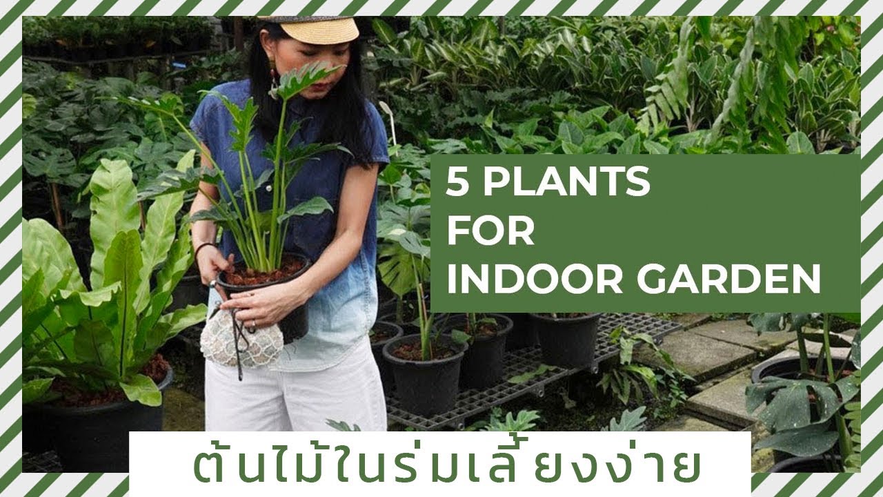 ไม้ในร่ม  Update  5 ต้นไม้ในร่ม Indoor Plant เลี้ยงง่าย ปลูกในห้อง ในคอนโดได้