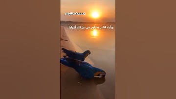 سورة النصر الشيخ ياسر الدوسري