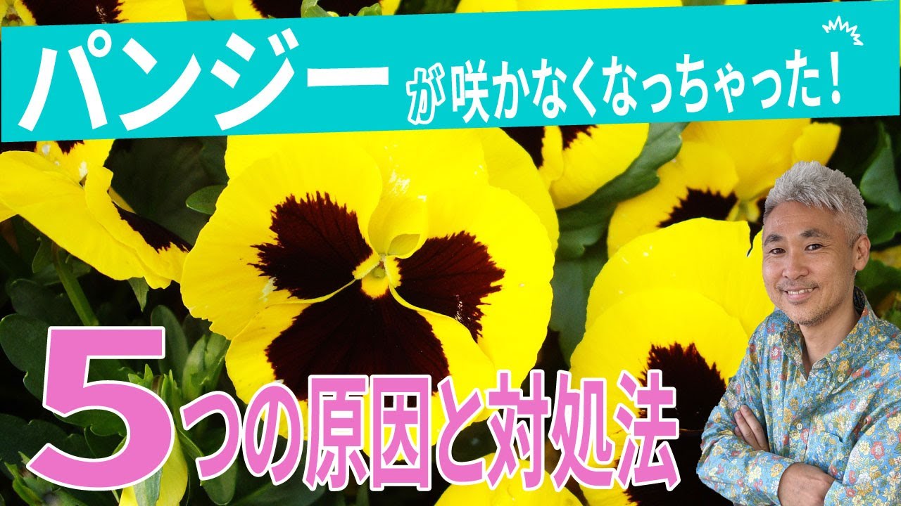 パンジーが咲かない 5つの原因とその対処法 Youtube