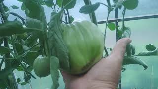 Сахарная Настасья - вкусный, крупноплодный и ранний сорт томатов