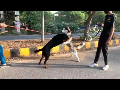 Rottweiler Vs husky soo aggressive 😨
