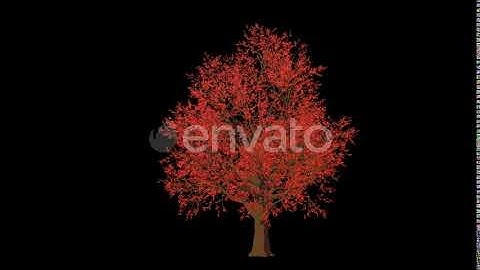 Cartoon Red Oak Tree Grow | Motion Graphics - Envato elements