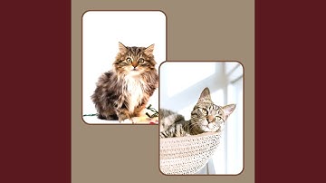 Pulsating Ambience for Quiet Cat