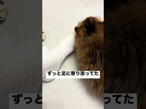 臭い？ #shorts #cat #猫のいる暮らし #ねこ #高齢猫 #老猫