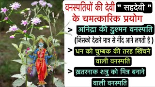 वनस्पतियों की देवी “ सहदेवी ” के चमत्कारिक प्रयोग | Miraculous Use Of Sahadevi Plant