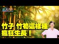如何種竹子 竹筍 如何種竹子 竹筍