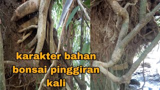 berburu bahan bonsai serut di pinggir kali | bonsai serut