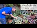 Una gran COLECCIÓN DE PLANTAS. El secreto para que estén HERMOSAS.