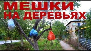 Бахчисарай. Мешки на деревьях.