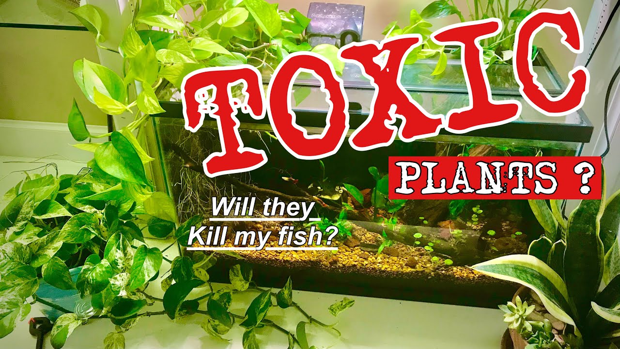 🪴Are Houseplants ❌Toxic❌To A Fish Tank?🐟