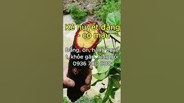 Kê Huyết đằng, cỏ máu tác dụng thông kinh lạc, khỏe gân cốt, chấn thương