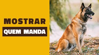 Como ensinar seu cão quem é que MANDA!