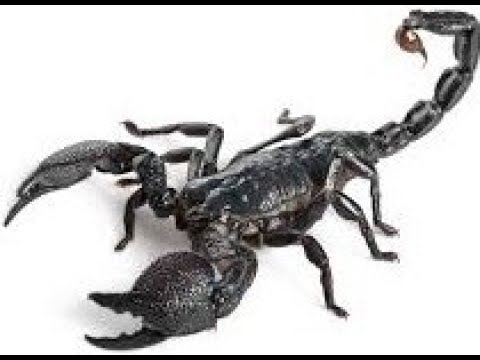 Škorpion (škorpija) u BiH. RS.( Selo Gerovi )Jun  2019g (Black Scorpion )🦂