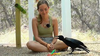 Maya does MORE viewer enrichment at Alveus ft. the crows