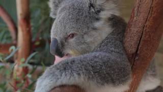 VIDEO: Cuddly koala bear in Australia