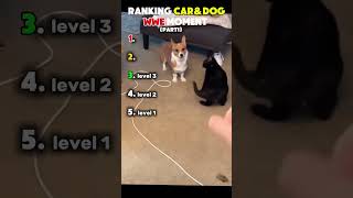 Cat And Dog Fighting Moment #animals #cat #dogs #shorts #ranking #cats #dog #pig