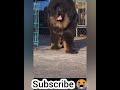 Tibetan mastiff biggest dog ever!!! の動画、YouTube動画。