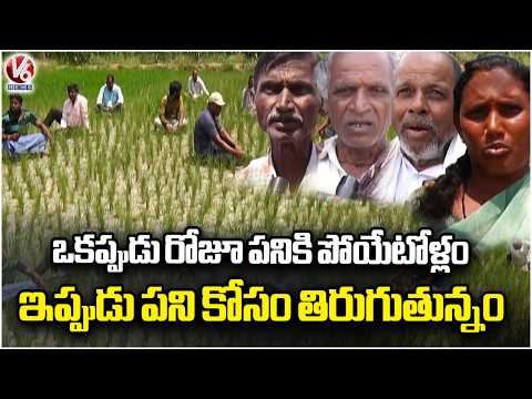 El Nino Effect On Agriculture : Farm Labourers Struggle for Work | V6 News - V6NEWSTELUGU