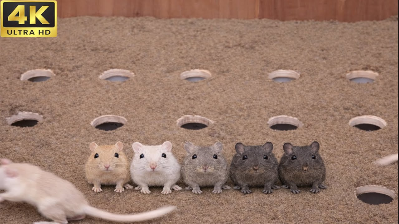 Cat TV Ultimate Mice Hide & Seek   3 Hours Game for Cats 4K 60fps