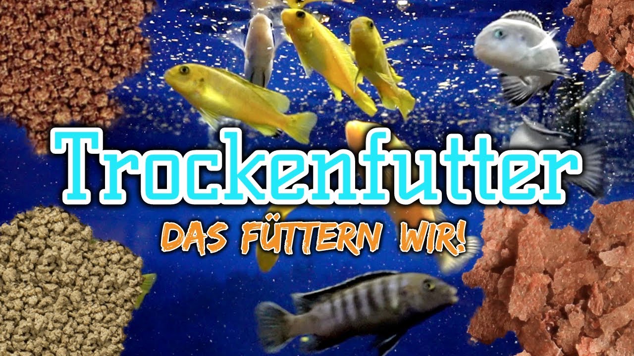 Dieses Trockenfutter nutzen wir täglich | Futter für deine Zierfische | Fischfutter | Teil 2