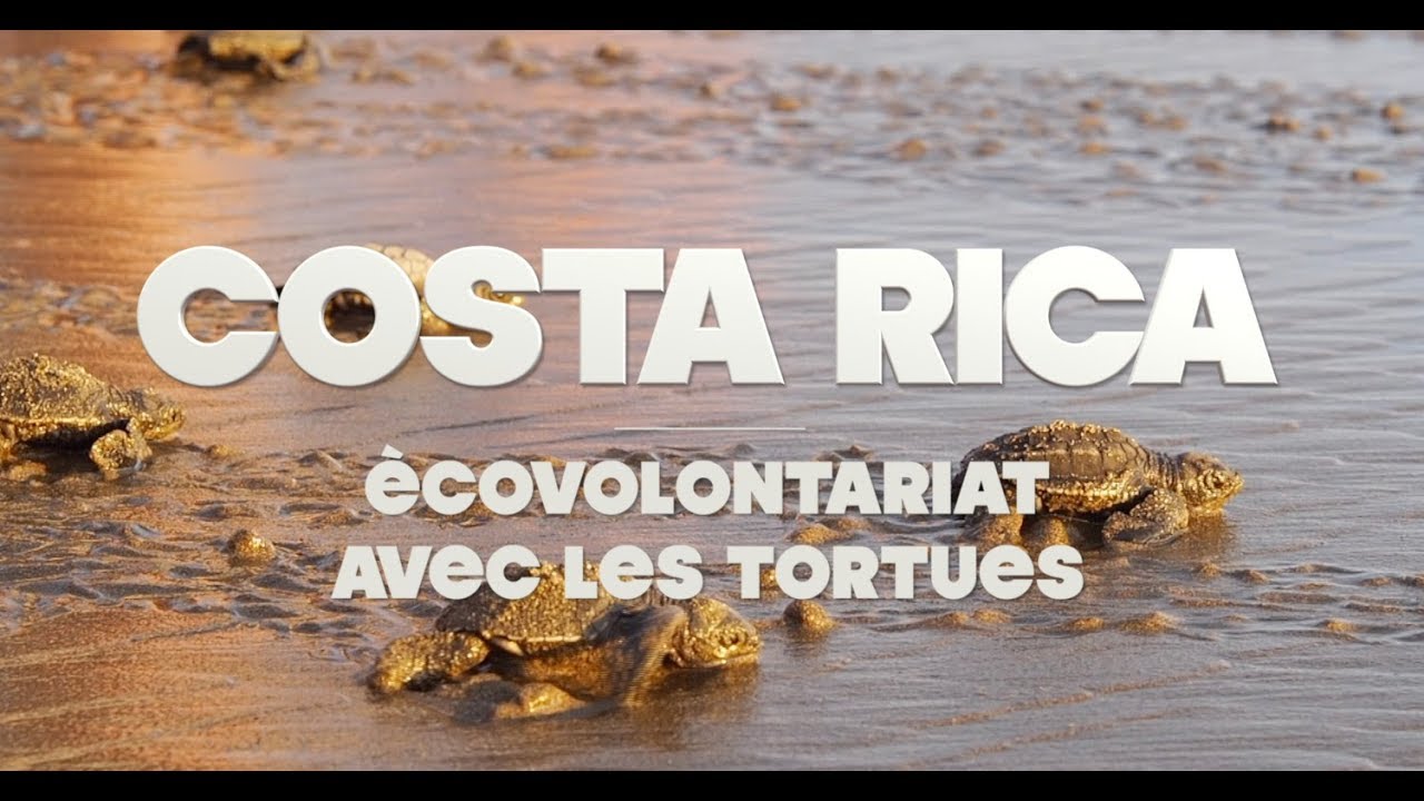 Cap sur le Costa Rica : écovolontariat avec les tortues de mer