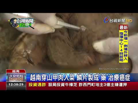 東南亞穿山甲走私猖獗20年內90萬隻受害