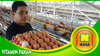 Obat Perangsang Ayam Petelur Alami