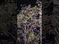 Sakura in night view