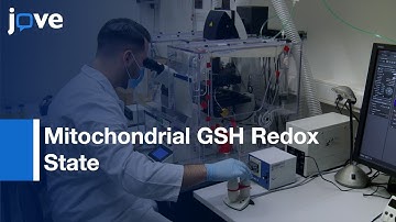 Mitochondrial GSH Redox State Imaging by Ratiometric Indicator | Protocol Preview