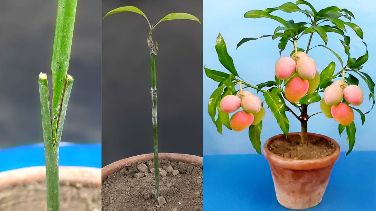 Growing Mango Tree In A Pot Amazing grafting technique..(100 success result) YouTube