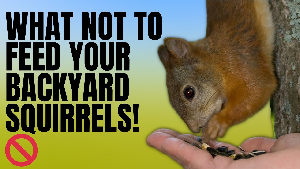 Do Squirrels Eat Buckeye Nuts?