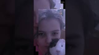 Our Beautiful Guinea Pigs Maisy And Daisy