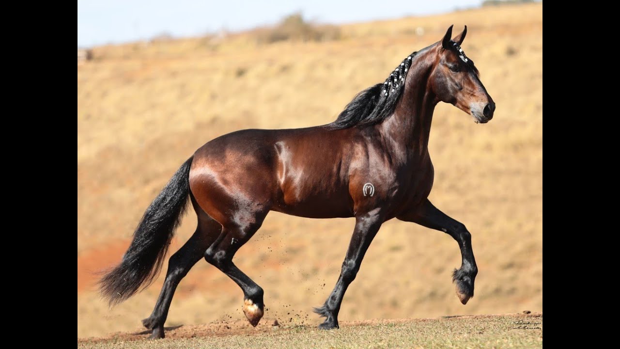 Mn cardans jundiai (98) foto